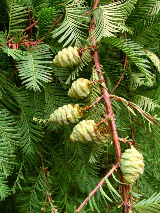 Metasekwoja chińska (Metasequoia glyptostroboides)