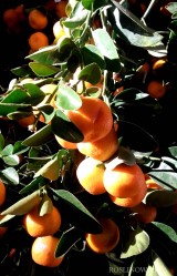 Pomarańcza trójlistkowa - Poncirus trifoliata - mrozoodporna