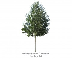 Brzoza pożyteczna 'Doorenbos' DUŻE SADZONKI 300-350 cm, obwód pnia 8-10 cm (Betula utilis)