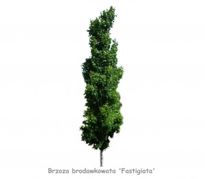 Brzoza brodawkowata 'Fastigiata' DUŻE SADZONKI 250-300 cm, obwód pnia 10-12 cm (Betula pendula)