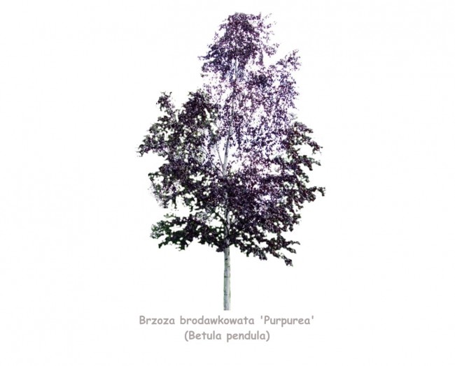 Brzoza brodawkowata 'Purpurea' DUŻE SADZONKI 300-350 cm, obwód pnia 12-14 cm (Betula pendula)