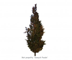 Buk pospolity 'Dawyck Purple' DUŻE SADZONKI 250-300 cm, obwód pnia 8-10 cm (Fagus sylvatica)