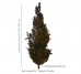 Buk pospolity 'Dawyck Purple' DUŻE SADZONKI 250-300 cm, obwód pnia 8-10 cm (Fagus sylvatica)