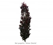 Buk pospolity 'Rohan Obelisk' DUŻE SADZONKI 250-300 cm, obwód pnia 10-12 cm (Fagus sylvatica)