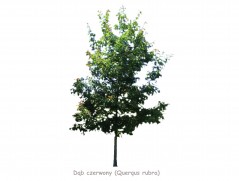 Dąb czerwony DUŻE SADZONKI 300-350 cm, obwód pnia 10-12 cm (Quercus rubra)