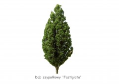 Dąb szypułkowy 'Fastigiata' DUŻE SADZONKI 300-350 cm, obwód pnia 8-10 cm (Quercus robur)