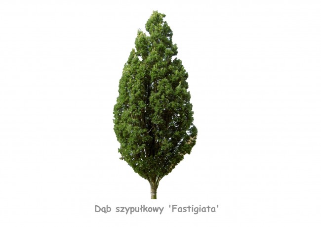 Dąb szypułkowy 'Fastigiata' DUŻE SADZONKI 500-550 cm, obwód pnia 16-18 cm (Quercus robur)
