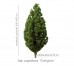 Dąb szypułkowy 'Fastigiata' DUŻE SADZONKI 400-450 cm, obwód pnia 12-14 cm (Quercus robur)