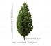 Dąb szypułkowy 'Fastigiata' DUŻE SADZONKI 450-500 cm, obwód pnia 14-16 cm (Quercus robur)