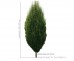 Grab pospolity 'Fastigiata' DUŻE SADZONKI 350-400 cm, obwód pnia 12-14 cm (Carpinus betulus)