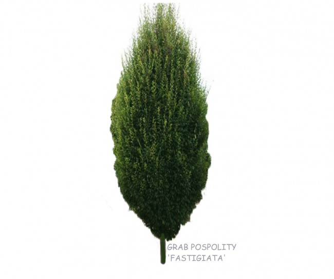 Grab pospolity 'Fastigiata' DUŻE SADZONKI 250-300 cm, obwód pnia 10-12 cm (Carpinus betulus)
