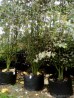 Grujecznik japoński DUŻE SADZONKI 250-300 cm, obwód pnia 10-12 cm (Cercidiphyllum japonicum)