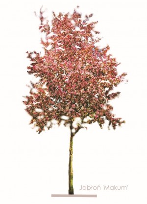 Jabłoń 'Mokum' DUŻE SADZONKI', obwód pnia 16-18 cm, wysokość 350-450 cm (Malus)