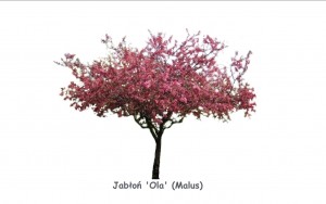 Jabłoń 'Ola' DUŻE SADZONKI', obwód pnia 12-14 cm, wysokość 300-350 cm (Malus)