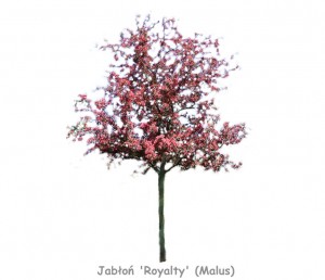 Jabłoń 'Royalty' DUŻE SADZONKI 300-350 cm, obwód pnia 12-14 cm (Malus)