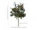 Jarząb pospolity, syn. jarzębina DUŻE SADZONKI 250-300 cm, obwód pnia 8-10 cm (Sorbus aucuparia)