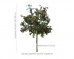 Jarząb pospolity, syn. jarzębina DUŻE SADZONKI 300-350 cm, obwód pnia 10-12 cm (Sorbus aucuparia)