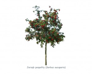 Jarząb pospolity, syn. jarzębina DUŻE SADZONKI 250-300 cm, obwód pnia 8-10 cm (Sorbus aucuparia)