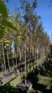 Jarząb szwedzki DUŻE SADZONKI 250-300 cm, obwód pnia 8-10 cm (Sorbus intermedia)