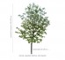 Jarząb szwedzki DUŻE SADZONKI 450-500 cm, obwód pnia 16-18 cm (Sorbus intermedia)
