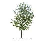Jarząb szwedzki DUŻE SADZONKI 400-450 cm, obwód pnia 14-16 cm (Sorbus intermedia)