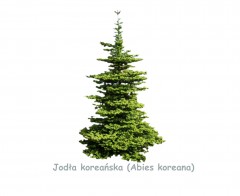 Jodła koreańska DUŻE SADZONKI 180-200 cm  (Abies koreana)