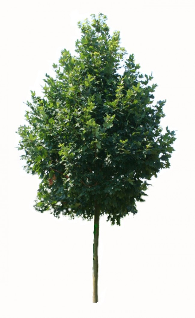 Klon srebrzysty DUŻE SADZONKI 450-500 cm, obwód pnia 14-16 cm (Acer saccharinum).