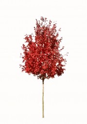 Klon czerwony Red Sunset Franksred DUŻE SADZONKI 350-400 cm, obwód pnia 14-16 cm (Acer rubrum).