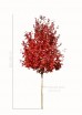 Klon czerwony Red Sunset Franksred DUŻE SADZONKI 300-350 cm, obwód pnia 12-14 cm  (Acer rubrum).