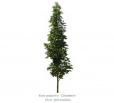Klon pospolity 'Columnare' DUŻE SADZONKI wys. 300-350 cm, obwód pnia 10-12 cm (Acer platanoides)