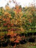 Klon tatarski odm. ginalla DUŻE SADZONKI 250-300 cm, obwód pnia 8-10 cm (Acer tataricum subsp.ginnala)