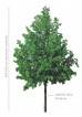 Lipa drobnolistna 'Greenspire' DUŻE SADZONKI wys. 450-550 cm, obwód pnia 18-20 cm  (Tilia cordata)