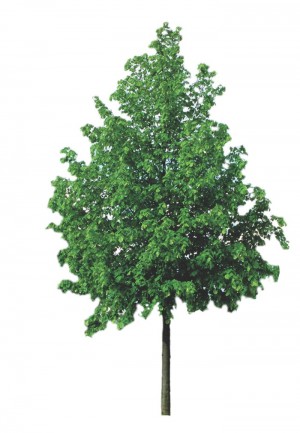 Lipa drobnolistna 'Greenspire' DUŻE SADZONKI wys. 400-450 cm, obwód pnia 14-16 cm  (Tilia cordata)