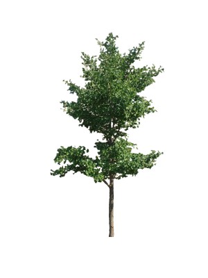 Miłorząb dwuklapowy, syn. dwudzielny DUŻE SADZONKI 200-250 cm, obwód pnia 8-10 cm (Ginkgo biloba)