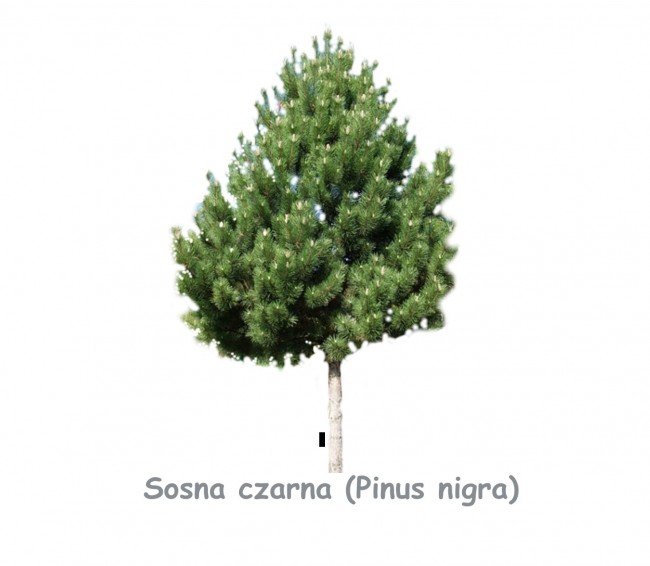 Sosna czarna DUŻE SADZONKI 180-200 cm (Pinus nigra)