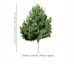 Sosna czarna DUŻE SADZONKI 160-180 cm (Pinus nigra)