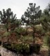 Sosna czarna DUŻE SADZONKI 180-200 cm (Pinus nigra)