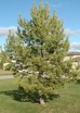 Sosna pospolita DUŻE SADZONKI 400-450 cm (Pinus sylvestris)