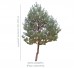 Sosna pospolita DUŻE SADZONKI 180-200 cm (Pinus sylvestris)