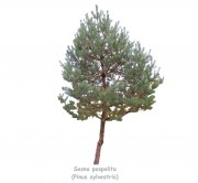 Sosna pospolita DUŻE SADZONKI 250-300 cm (Pinus sylvestris)