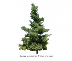 Sosna wejmutka DUŻE SADZONKI 180-200 cm (Pinus strobus)