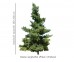 Sosna wejmutka DUŻE SADZONKI 180-200 cm (Pinus strobus)