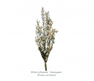 Wiśnia piłkowana 'Amanogawa' DUŻE SADZONKI Pa 200-250 cm, obwód pnia 8-10 cm (Prunus serrulata)