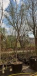 Wiśnia piłkowana 'Kanzan' DUŻE SADZONKI 300-350 cm (Prunus serrulata)