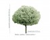 Wiśnia osobliwa 'Umbraculifera' DUŻE SADZONKI Pa 180-220 cm, obwód pnia 8-10 cm (Prunus x eminens)