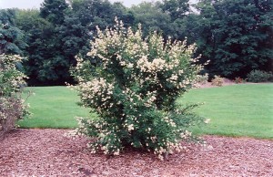 Ligustr pospolity ŻYWOPŁOT (Ligustrum vulgare)