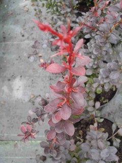 Berberys Thunberga ‘Atropurpurea Nana’ (Berberis thunbergii)