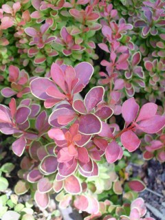 Berberys Thunberga ‘Golden Ring’ (Berberis thunbergii)