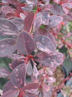 Berberys Thunberga ‘Harlequin’ (Berberis thunbergii)