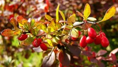 Berberys Thunberga (Berberis thunbergii)